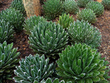 Agave Queen Victoria | Agave victoriae-reginae T. Moore