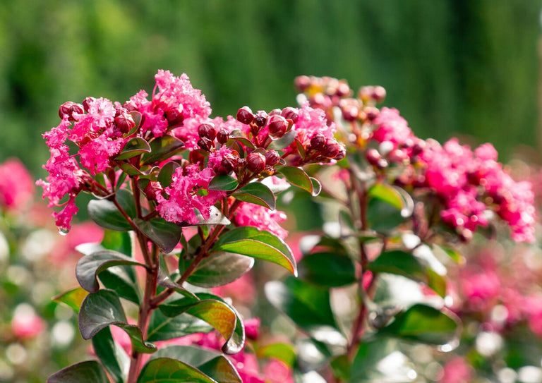 Princess Holly Ann™ Crape Myrtle – Plant Factory Direct