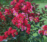 Princess Zoey™ Crape Myrtle | Lagerstroemia 'GA 0702'