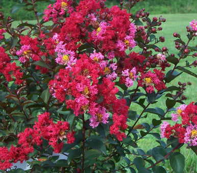 Princess Zoey™ Crape Myrtle | Lagerstroemia 'GA 0702'