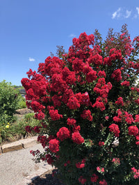 Princess Zoey™ Crape Myrtle | Lagerstroemia 'GA 0702'