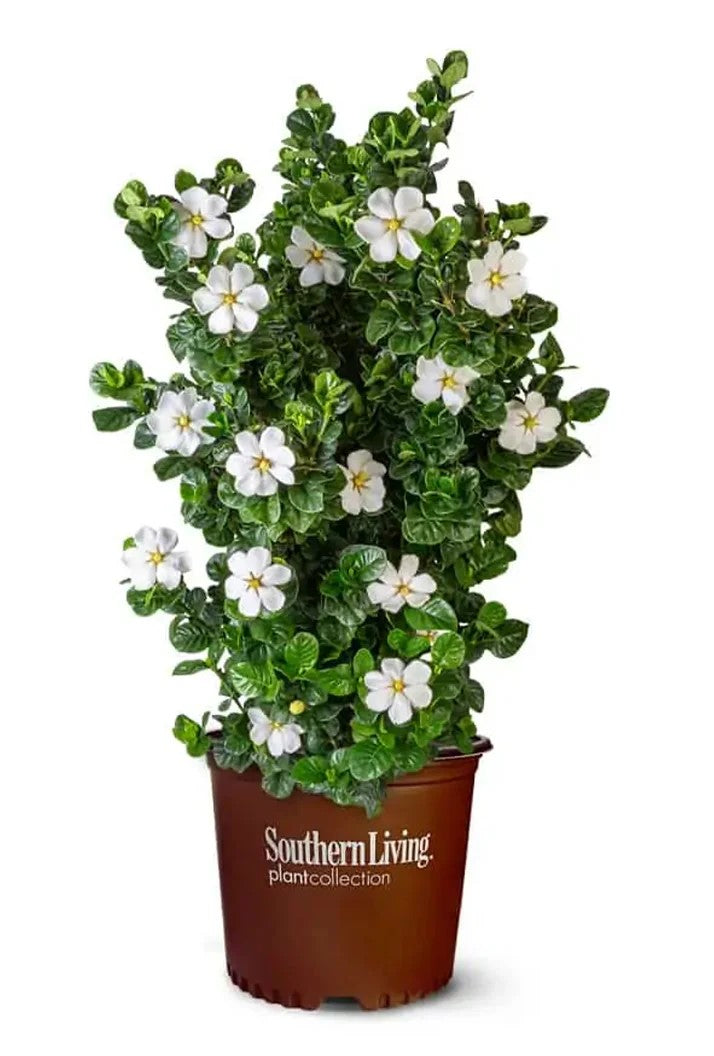 Diamond Spire® Gardenia | Reblooming Gardenia