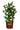 Diamond Spire® Gardenia | Reblooming Gardenia