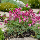Dicentra 'Pink Diamonds' | Fern-leaved Bleeding Heart