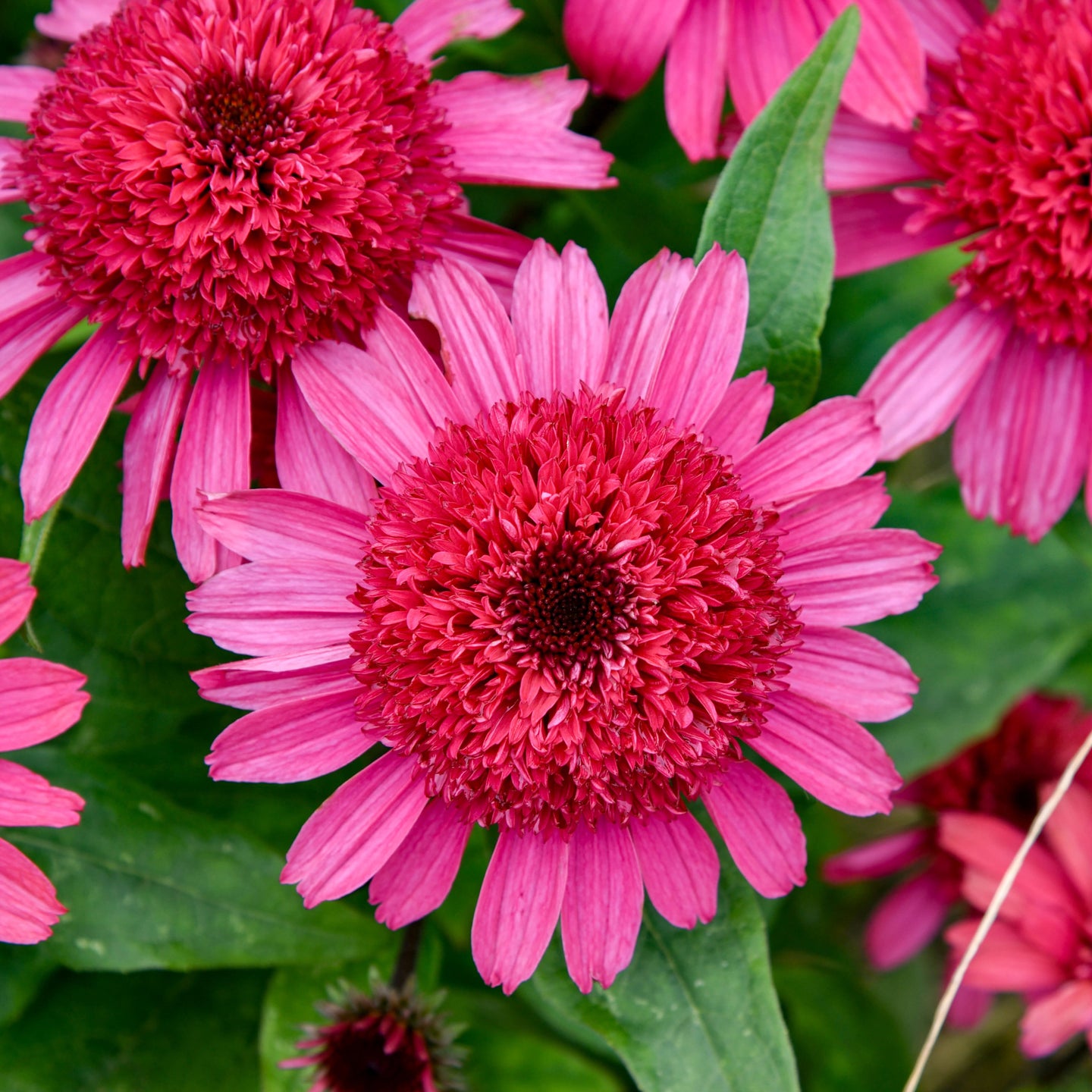 Echinacea 'Raspberry Beret' | Coneflower