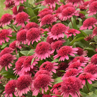 Echinacea 'Raspberry Beret' | Coneflower