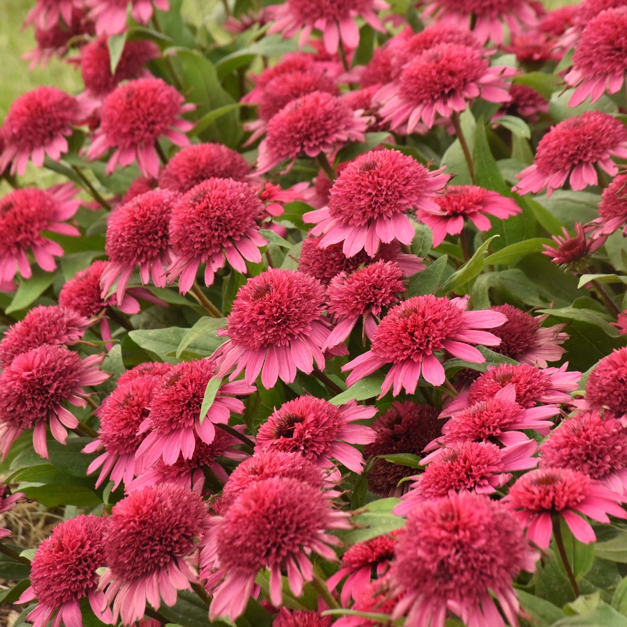 Echinacea 'Raspberry Beret' | Coneflower