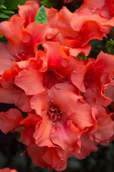 Autumn Embers® Encore® Azalea