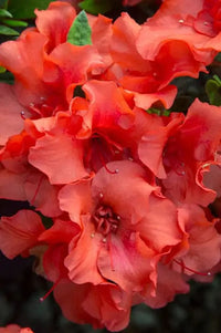 Autumn Embers® Encore® Azalea