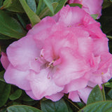 Ever After™ Blush Reblooming Azalea | Rhododendron x ‘RLH2-4P1-5’ PP31114