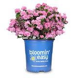 Ever After™ Blush Reblooming Azalea | Rhododendron x ‘RLH2-4P1-5’ PP31114