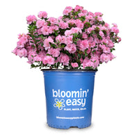 Ever After™ Blush Reblooming Azalea | Rhododendron x ‘RLH2-4P1-5’ PP31114