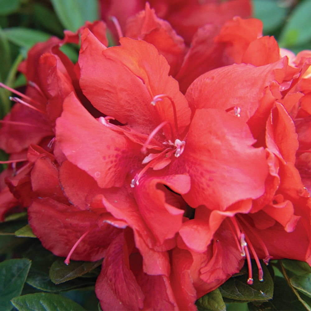 Bloomin' Easy Ever After Azalea - Thumbnail 2