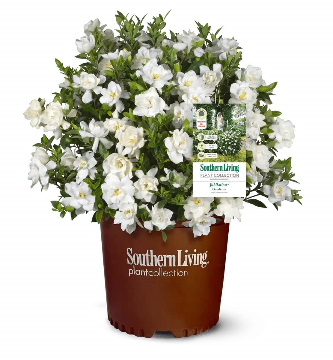 Jubilation™ Gardenia | Jubilation™ Gardenia | Gardenia jasminoides 'Leeone' PP21983