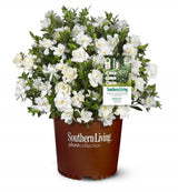 Jubilation™ Gardenia | Jubilation™ Gardenia | Gardenia jasminoides 'Leeone' PP21983