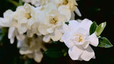 Jubilation™ Gardenia | Jubilation™ Gardenia | Gardenia jasminoides 'Leeone' PP21983