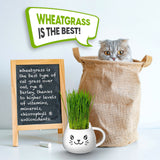 Cat Grass Mug Growing Kit