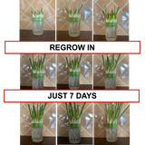 Sprouting Lids & Green Onion Regrower for Wide Mouth Mason Jars. Sprouts Growing Kit for Bean Sprouts, Broccoli Organic Sprouts
