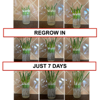 Sprouting Lids & Green Onion Regrower for Wide Mouth Mason Jars. Sprouts Growing Kit for Bean Sprouts, Broccoli Organic Sprouts