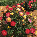 Gumball Goody™ Rose