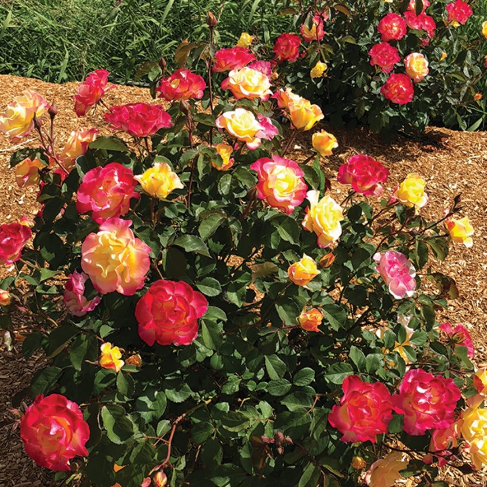 Gumball Goody™ Rose
