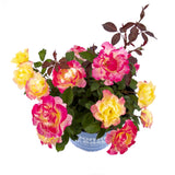 Gumball Goody™ Rose