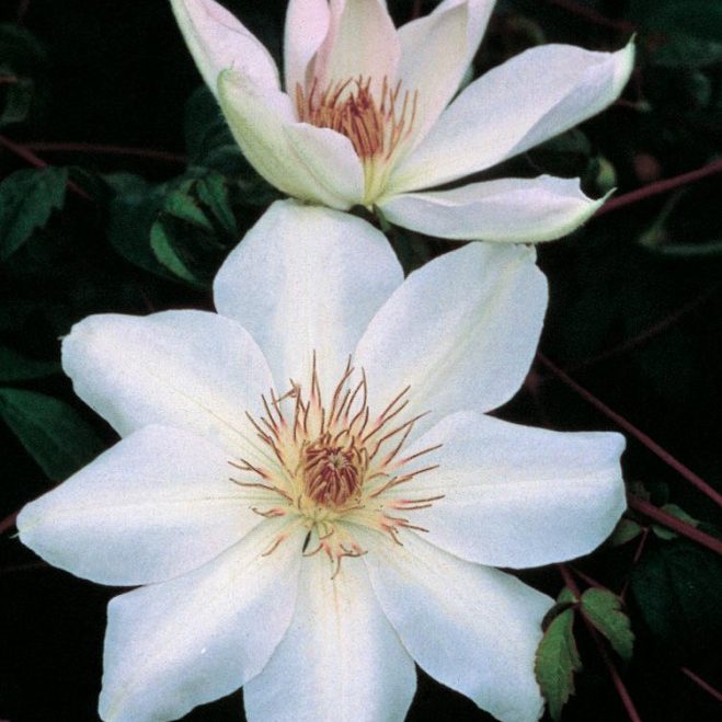 Henri Clematis