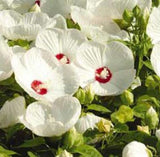 Luna White Hardy Hibiscus