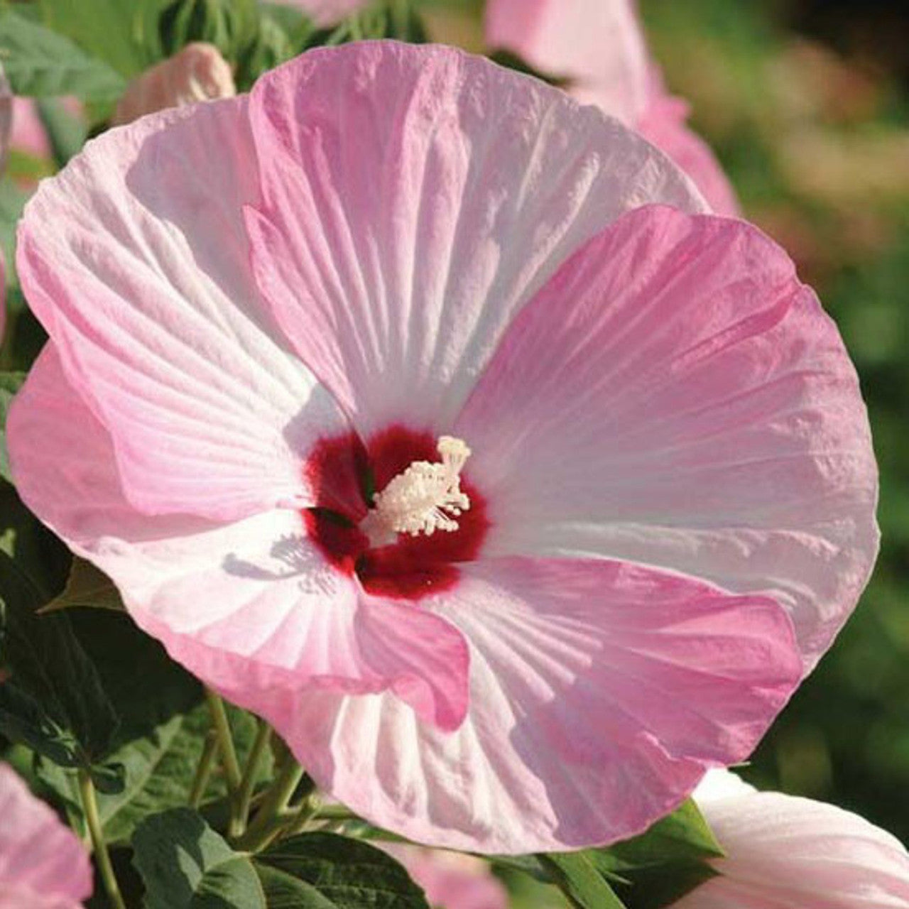Discover the mesmerizing images of Luna Hibiscus Pink Swirl at www.shopplantfactory.com, where you can immerse yourself in a collection of exquisite pink swirls that exude grace and charm. Discover our stunning collection, featuring vibrant details and colors. Shop now and enjoy free shipping on every order. Explore the wonders today!
