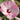 Discover the mesmerizing images of Luna Hibiscus Pink Swirl at www.shopplantfactory.com, where you can immerse yourself in a collection of exquisite pink swirls that exude grace and charm. Discover our stunning collection, featuring vibrant details and colors. Shop now and enjoy free shipping on every order. Explore the wonders today!
