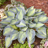 "Discover the Elegance of Hosta June: Unveil the beauty of Hosta June, a mesmerizing perennial plant known for its striking variegated leaves and vibrant color palette. From lush greens to delicate creams, experience nature's artistry in your own garden. Learn about optimal care tips and creative landscaping ideas to make Hosta June a centerpiece of your outdoor haven. Elevate your gardening journey with the captivating allure of Hosta June."