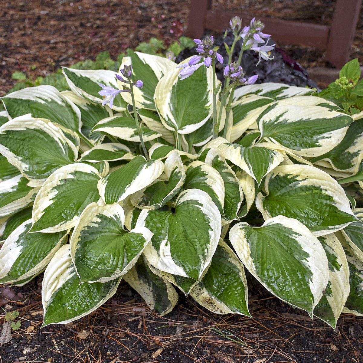 The Plant Factory Choice Hosta Patriot - Thumbnail 4