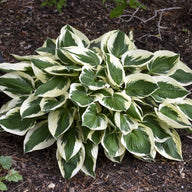 Hosta Patriot | Hosta x sieboldiana | Plantation Lily
