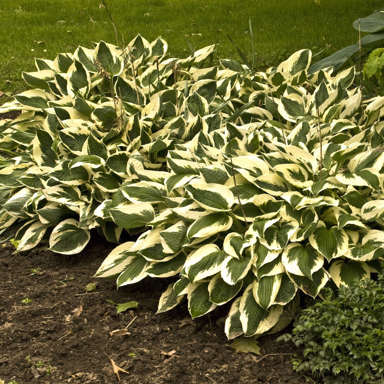 The Plant Factory Choice Hosta Patriot - Thumbnail 2