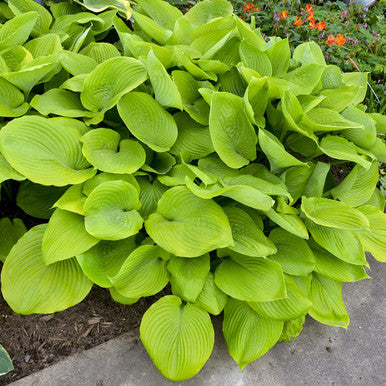 Hosta Sum and Substance | Hosta sieboldiana | Plantain Lily