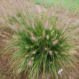 Pennisetum ‘Hush Puppy' ™ | Pennisetum Grass