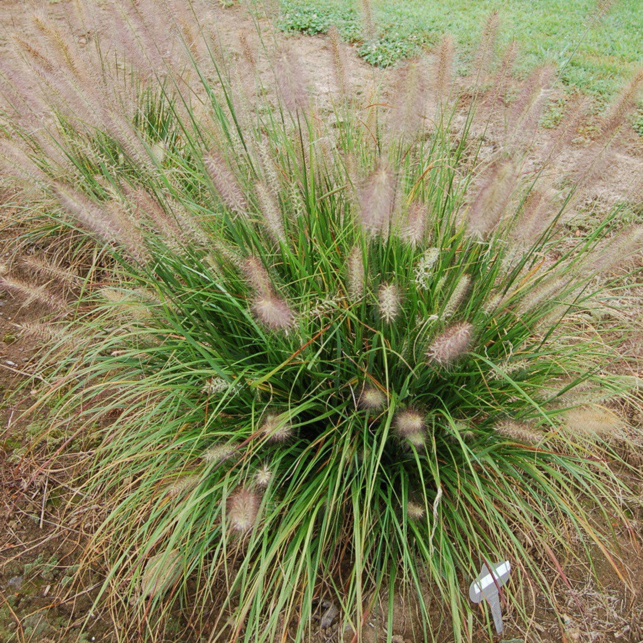 Pennisetum ‘Hush Puppy' ™ | Pennisetum Grass