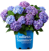 Endless Summer® BloomStruck® Reblooming Hydrangea | Hydrangea macrophylla 'PIIHM-II' PP25,566