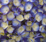 Endless Summer® BloomStruck® Reblooming Hydrangea | Hydrangea macrophylla 'PIIHM-II' PP25,566