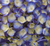 Endless Summer® BloomStruck® Reblooming Hydrangea | Hydrangea macrophylla 'PIIHM-II' PP25,566