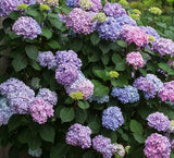 Endless Summer® BloomStruck® Reblooming Hydrangea | Hydrangea macrophylla 'PIIHM-II' PP25,566