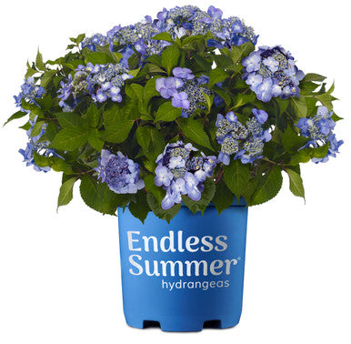 Endless Summer®Twist-n-Shout® Reblooming Hydrangea | Hydrangea macrophylla 'PIIHM-I' PP20,176