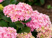 Starfield™ Reblooming Hydrangea Shrub