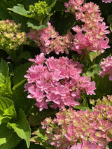 Starfield™ Reblooming Hydrangea Shrub