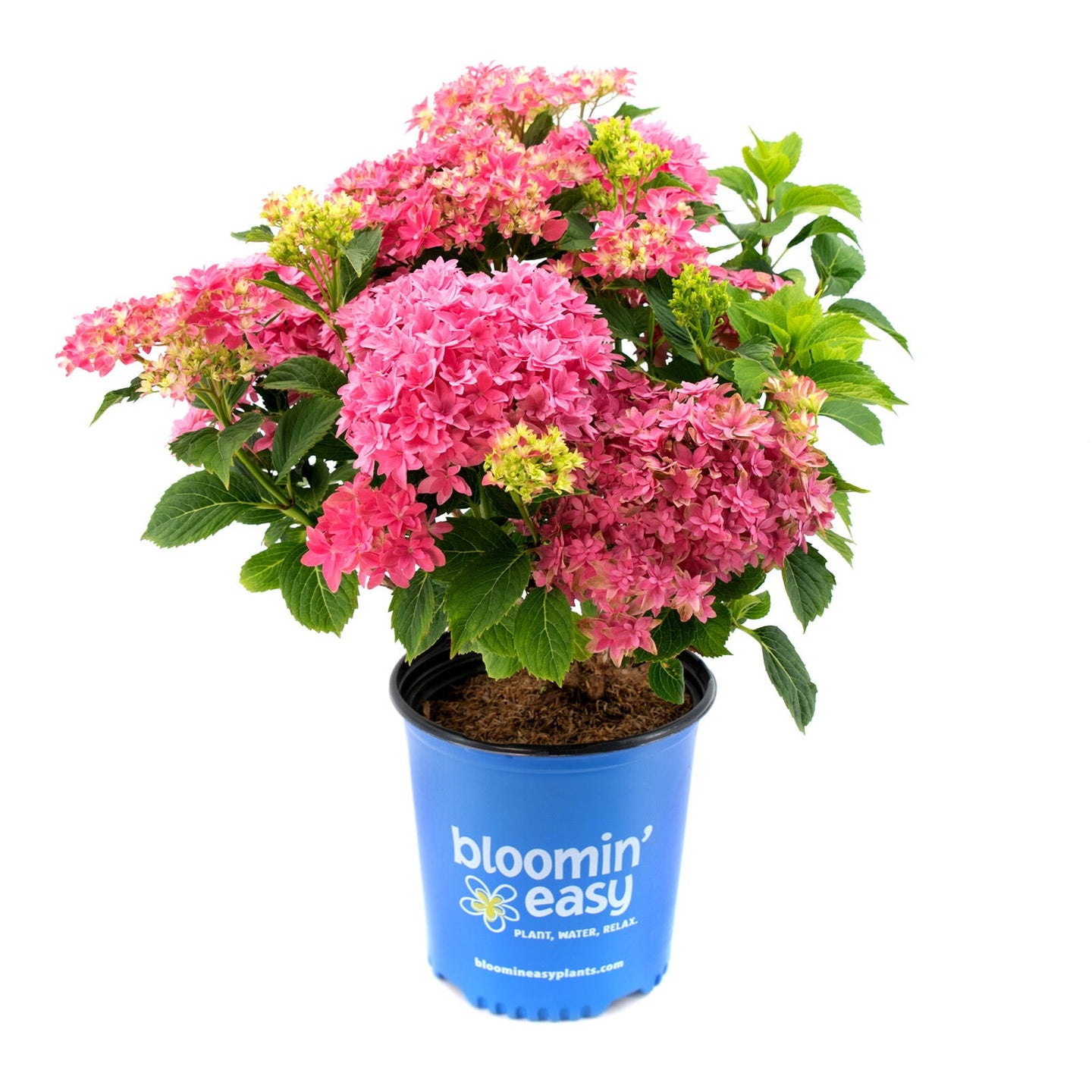 Starfield™ Reblooming Hydrangea Shrub