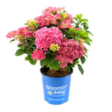 Starfield™ Reblooming Hydrangea Shrub