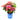 Starfield™ Reblooming Hydrangea Shrub