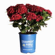 Cherry-Go-Round™ Hydrangea | Red Repeat Blooming Hydrangea