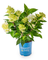 Bouncy™ Hardy Hydrangea | Hydrangea paniculata 'Bokomabou' USPPAF, CPBRAF