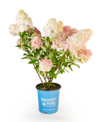 Bouncy™ Hardy Hydrangea | Hydrangea paniculata 'Bokomabou' USPPAF, CPBRAF